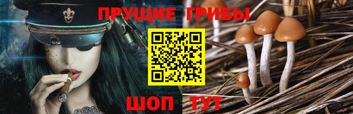 Галлюциногенные грибы Cubensis Сланцы